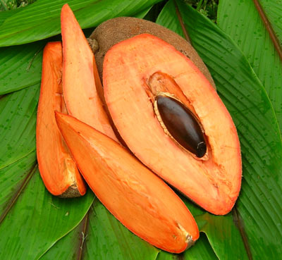 mamey