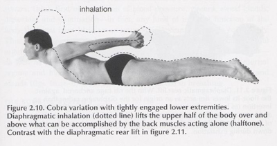 modified cobra pose